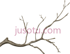 树枝PNG