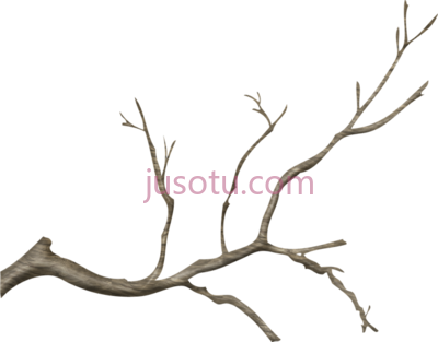 树枝,real tree branch PNG