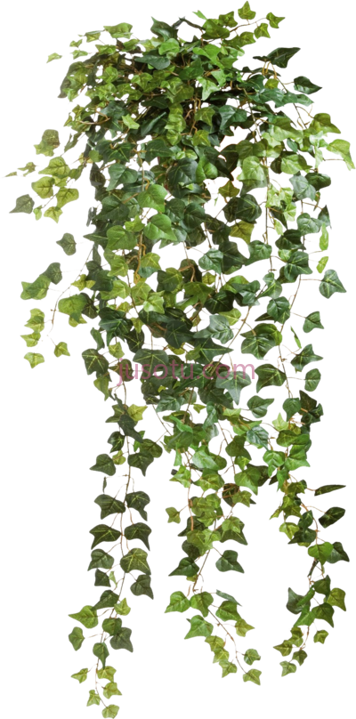 藤蔓,vines PNG
