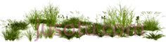 草,植物,植被,草木 PNG