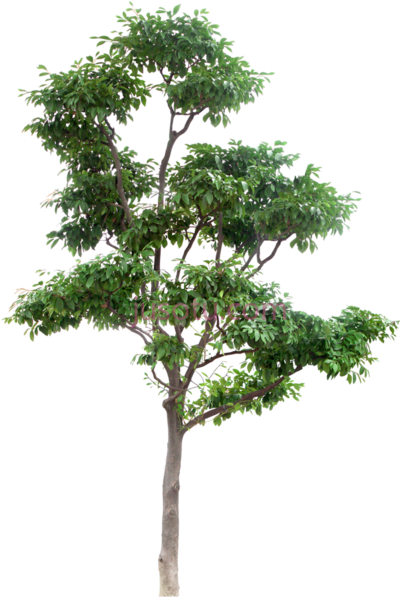 多茎树,multi stem trees PNG