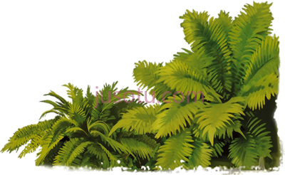 藤蔓,jungle vines PNG