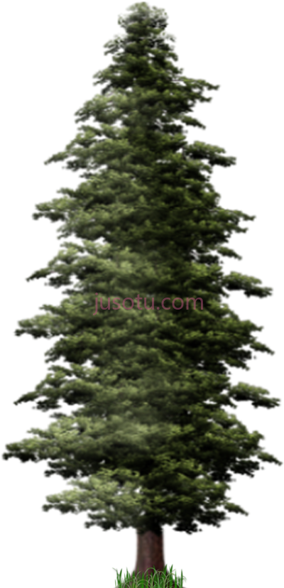 松树,pine tree PNG
