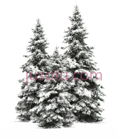 圣诞雪冬松树,雪 PNG