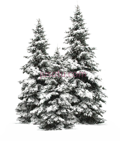 圣诞雪冬松树,trees christmas snow winter wintertr pine tree PNG