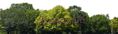 林木,forest trees PNG