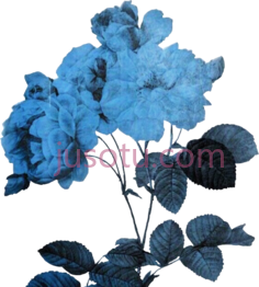 花卉蓝色,玫瑰 PNG