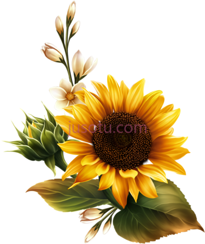 向日葵,sunflower PNG