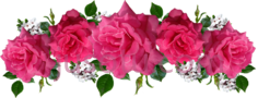 粉红玫瑰,花 PNG