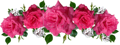 粉红玫瑰,rosas pink PNG