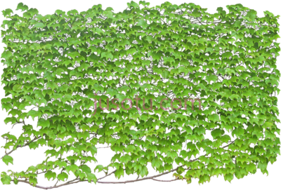 壁挂植物,wall plants PNG