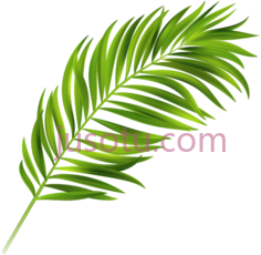 热带棕榈叶PNG