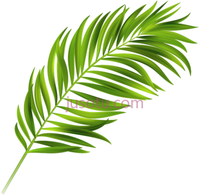 热带棕榈叶,result palm leaves tropical PNG