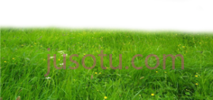 草PNG