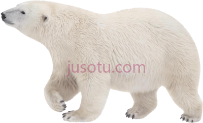北极熊,polar bear no PNG