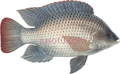 罗非鱼,tilapia PNG