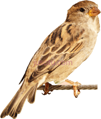麻雀,sparrow bird PNG