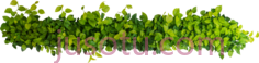 植物灌木,植物,植被,草木 PNG