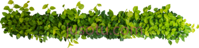 植物灌木,plant seeds shrub PNG