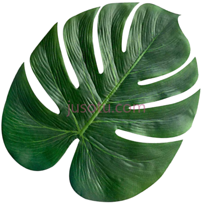 一片叶子,monstera leaf PNG