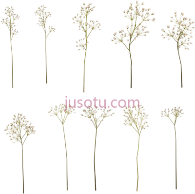 婴儿呼吸花,baby breath flower PNG