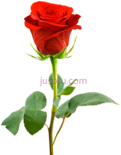 单瓣红玫瑰,single red rose PNG