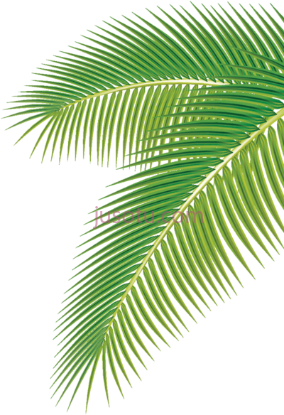 椰子树叶,coconut tree leaf PNG