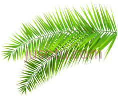 椰子棕榈树叶,leaf PNG