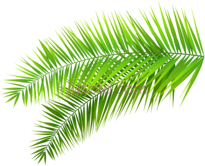 椰子棕榈树叶,coconuts palm tree leaves PNG