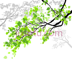 树枝树叶,植物,植被,草木 PNG