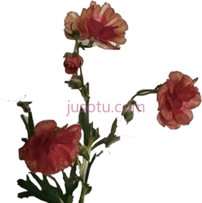 复古花,vintage brown PNG