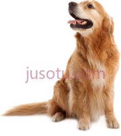 金毛猎犬PNG