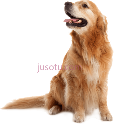 金毛猎犬,golden retriever old PNG