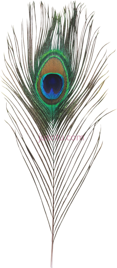 孔雀羽毛,peacock feather PNG