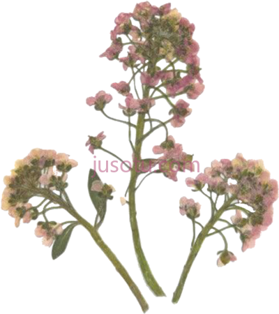 压花,pressed flower PNG