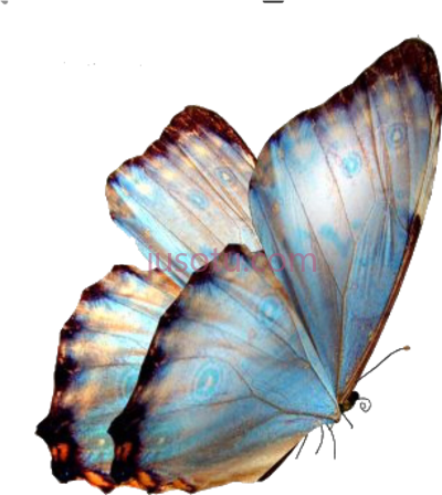 蝴蝶,butterfly PNG