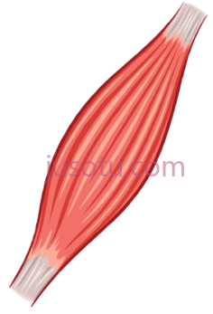 肌肉PNG