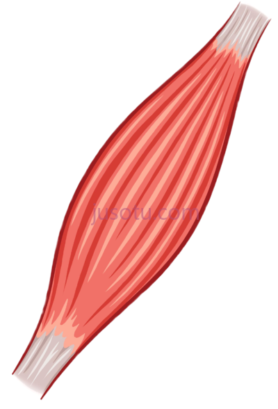 肌肉,muscle PNG