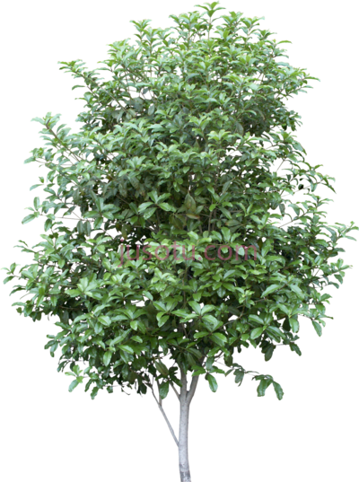 月桂树,bay tree PNG