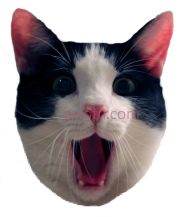 猫迷,cat meme funny PNG