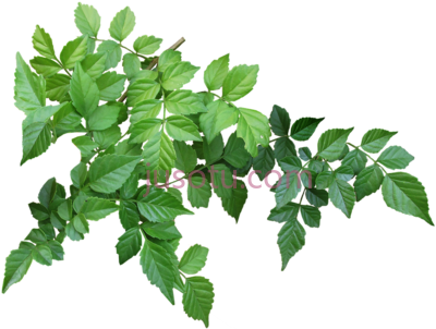 树枝叶,tree branch leaves PNG