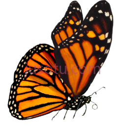 橙色蝴蝶PNG