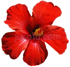 红花木槿,hawaiian PNG