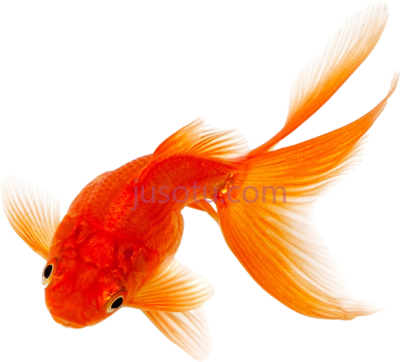 金鱼,goldfish PNG