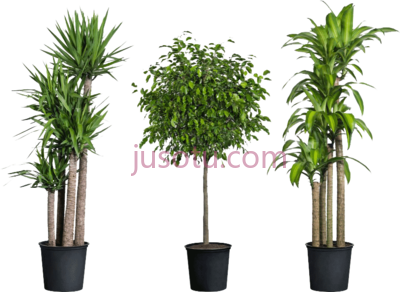 室内植物,home depot have house plants indoor PNG