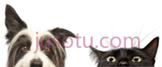 狗猫,动物 PNG