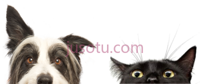 狗猫,perros y gatos PNG