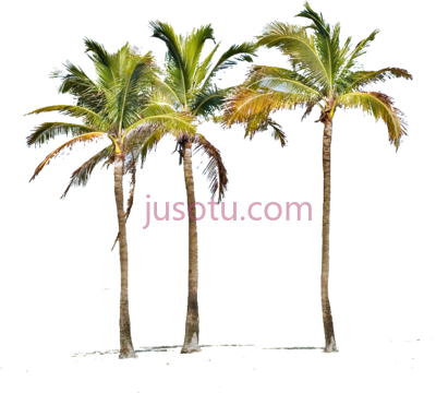 棕榈树,miami palm tree PNG