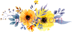黄花,orange PNG