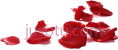 玫瑰花瓣PNG